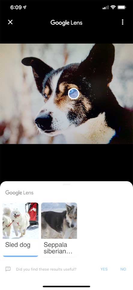 BWYSEBLOG_GooglePhotosAppDog_AppResults.jpg